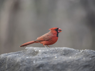 Northern cardinal ,Cardinalis cardinalis