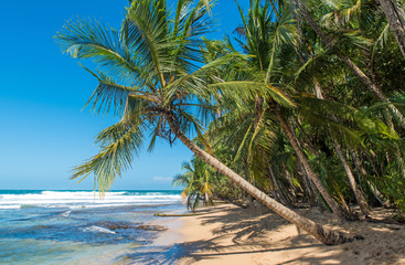 Obraz na płótnie Canvas Paradise wild beach of Manzanillo Park in Costa Rica