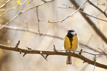 Naklejka premium Tit