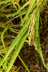 ear of paddy rice in rice fields