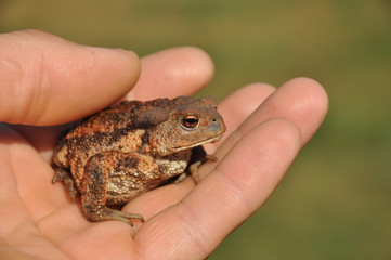 common toad