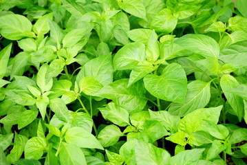 closeup young pepper plant glowing in a garden 