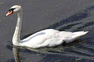 swimming mute swan (cygnus olor)