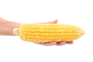 Hand holding a corn cob isolated on white background