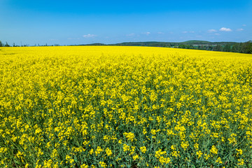 Fototapeta premium erneuerbare Energie Rapsfeld