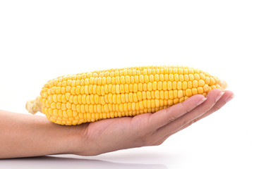 Hand holding a corn cob isolated on white background