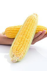 Hand holding a corn cob isolated on white background