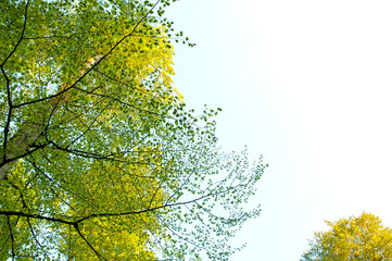 Deciduous tree seen from the bottom