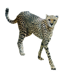 Graceful cheetah