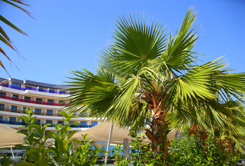 Fototapeta na wymiar Palm trees in the blue sky