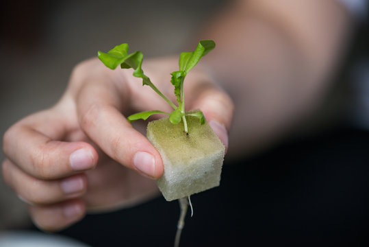 Vegetable Seedlings Hydroponic, Plants In Nursery Tray.