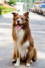 Border Collie Dog