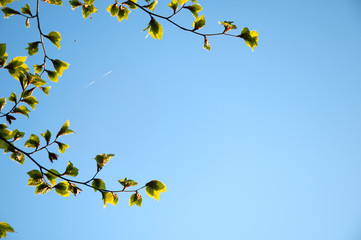 Beautiful green leaves on blue sky with copyspace