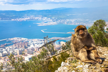 A wild macaque or Gibraltar monkey, one of the most famous attractions of the British overseas...