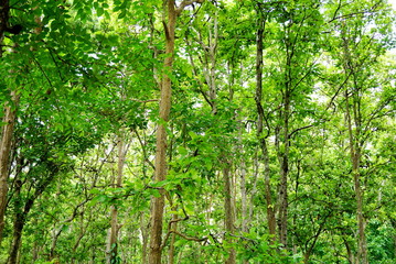 morning green trees in a forest 