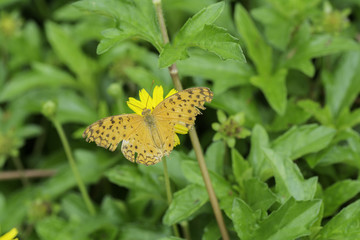 Butterfly sucking nectar from yellow flowers .