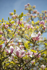 Magnolia flower pink and white
