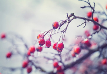 Frozen tree