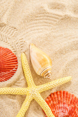 Fototapeta na wymiar Fingerfish and seashells in sand