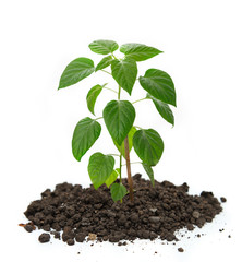Young pepper seedling growing in soil