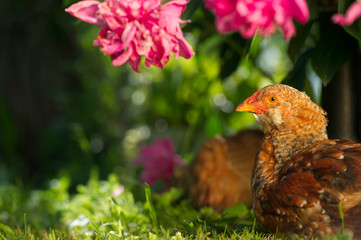 Chickens Resting on Green Lawn