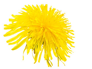 Isolated yellow dandelion flower blossom