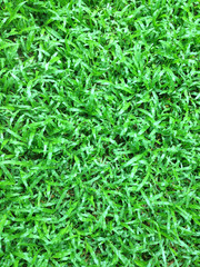 grass background