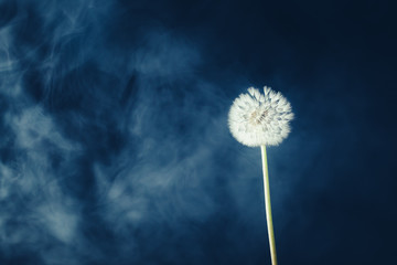 dandelion flower on fog background