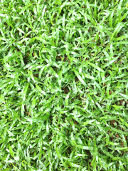 grass background