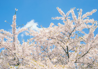 Top branch with pink white flower blossoms sakura tree japanese cherry blue sky