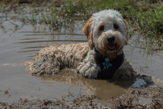 Hund liegt im Schlamm