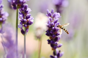 Small black and yellow wasp on lavender flowers