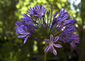 Agapanthes bleue 