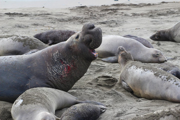 Northern Elephant Seal (Mirounga angustirostris) male among females and pups, California, USA