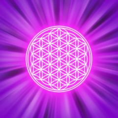 Bright Flower of Life on pink light rays. Spiritual symbol and Sacred Geometry since ancient times. Illustration.