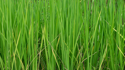 Fototapeta na wymiar rice plant green pattern background