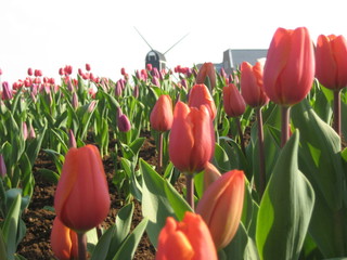 チューリップ畑