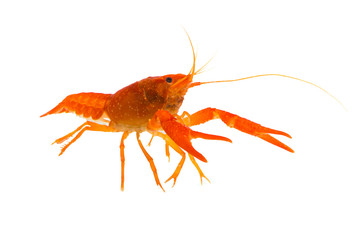 Mexican Orange Crayfish