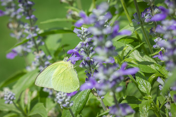 yellow butterfly on fresh blue salvia in the garden