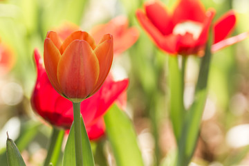 orenge tulip flowers