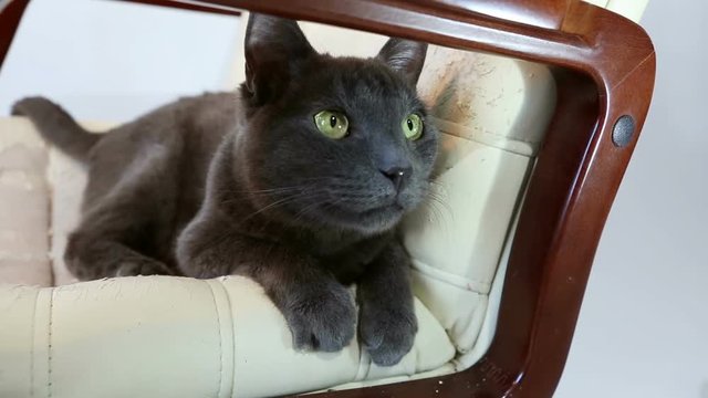 Cat sitting in a scratched chair. Cat Scratching furniture (sharpening claws). Crannied Office Chair (armchair). Restoration of Old Furniture, Replacing Material, update.