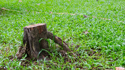 Small Stump on the floor Field