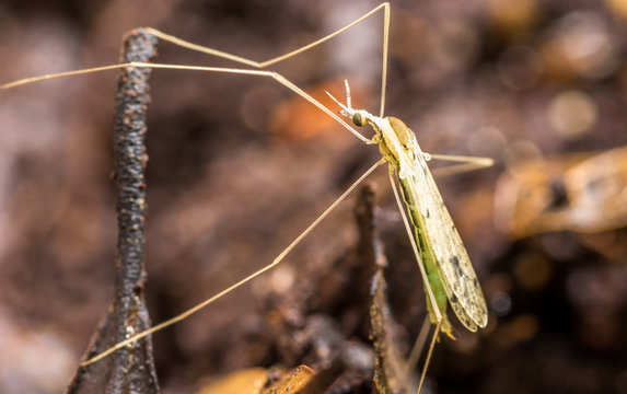 Mosquito.