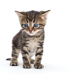 Grey striped kitten standing on a white background.