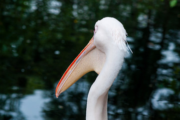 White Pelican