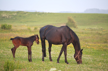 horse with foal grazing on pasture