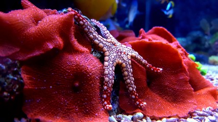 Red Fromia Starfish on red mushroom coral