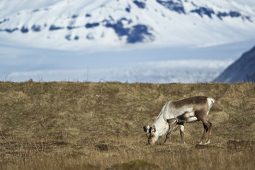 Reindeer eats grass