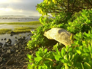 Lush green foliage on Hawaiian beach sunrise