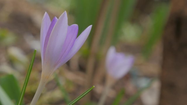 Beautiful early spring bi color crocus flower on the wind 4K 2160p UHD video - Iris family crocus plant shallow DOF 4k 3840X2160 UHD footage 